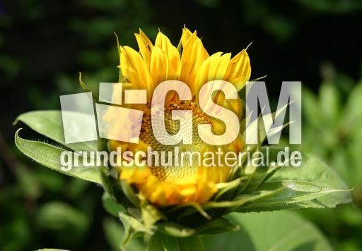 Sonnenblume-erblueht-3.JPG